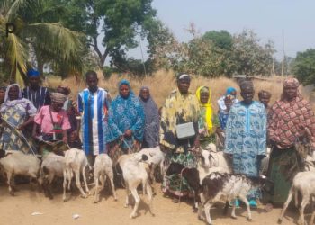 Tchaoudjo :   le CCD-Kpangalam distribue 81 géniteurs ovins aux femmes vulnérables