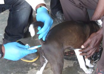 Haho : une campagne de vaccination des animaux de compagnies démarrée à Notsè
