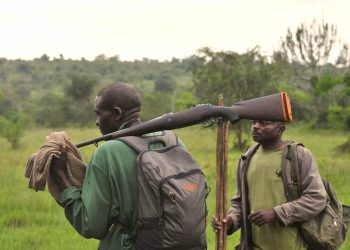 La chasse coutumière et de la petite chasse s’ouvre du 1er janvier au 30 avril 2025