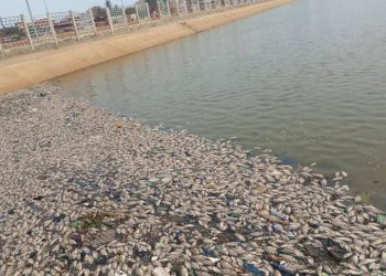 Société :  des poissons morts dans le bassin de Todman, une enquête en cours