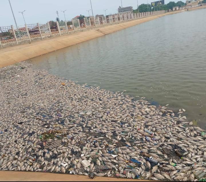 Les poissons morts retrouves dans le bassin de retention deau de Todman