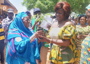 Tandjouaré/ lutte contre la désertification :  2500 plants de néré offerts aux groupements féminins de Tandjouaré