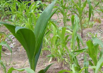 Haho: les CDE-J et REJEPPAT lancent le projet « un enfant un arbre fruitier » à Kalabé