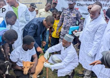 Tchaoudjo/santé animale : une campagne nationale de vaccination démarrée à Sokodé