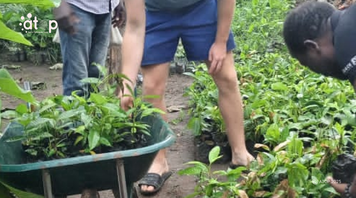 PHOTO 19Transport des plants vers les sites