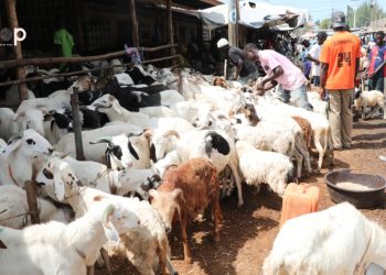 Tabaski 2025 : les prix des moutons connaissent une flambée sur les marchés