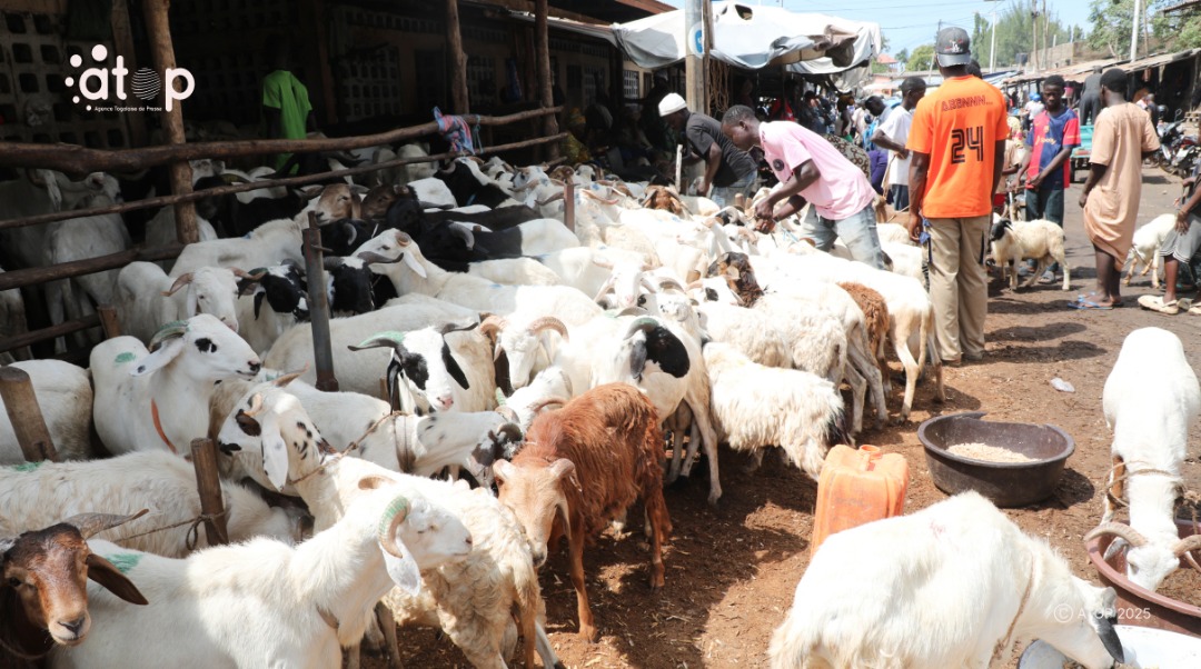 Tabaski 2025 : les prix des moutons connaissent une flambée sur les marchés 1 WhatsApp Image 2025 06 05 a 16.15.32 fed184cd