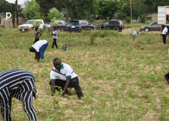 Kozah/ reboisement :  le CIRPEF  met en terre des plants à Pya Akei