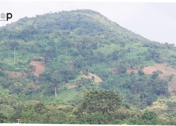 Dossier : La forêt classée des deux rivières Béna dans la préfecture de Wawa, un site en péril