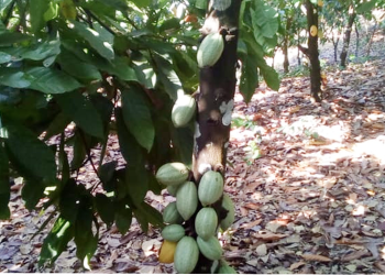 Dossier/Café-cacao : le sous-secteur enregistre une croissance soutenue malgré la contrebande
