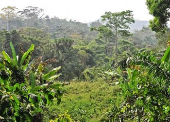 Environnement Le Togo se dote d’une Inspection Générale de l’Environnement
