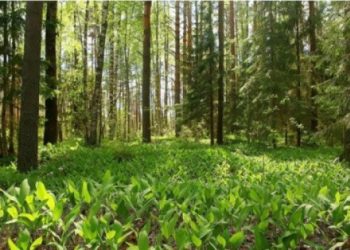 Le Togo renforce sa politique environnementale avec la création d’un Centre national de semences forestières