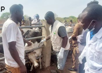 Santé animale : Une opération de vaccination des troupeaux lancée à Mango