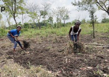 JIF 2026 : À Agbessia, les femmes rurales célèbrent avec des houes et des coupe-coupe
