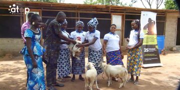 Zio/élevage : Les femmes Novissi d’Avédze bénéficient des géniteurs de volailles et de bovins 4 Zio/élevage : Les femmes Novissi d’Avédze bénéficient des géniteurs de volailles et de bovins