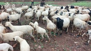Une ferme delevage de moutons a Sotouboua