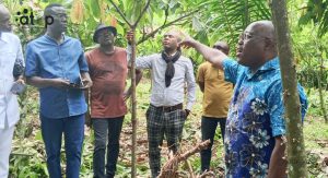 21 Un tour dans un champs de cacaoyers
