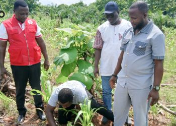 Yoto/Forêts sacrées de Gboto : WASCAL renforce les actions de restauration et de conservation