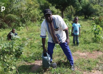 Tchaoudjo/Environnement : 150 plants mis en terre dans la forêt de Kéfia Agodomou