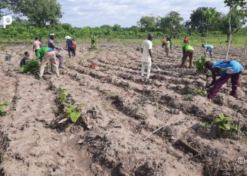 Blitta/Environnement : L’ONG CARD replante 200 arbres à Yaloumbè