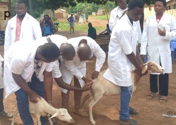 Binah/santé animale : Une opération de vaccination lancée à Kémérida