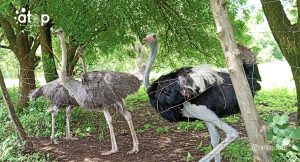 26 Les autriches du parc
