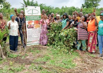 Yoto/Promotion de la patate douce à chair orange : Des producteurs outillés sur les opportunités de la filière