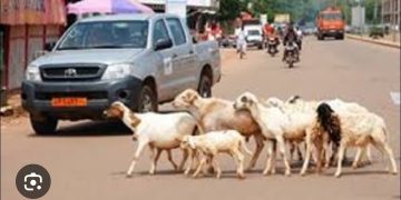 La mairie de Kloto 1 lance l’opération « Non à la divagation des bêtes »