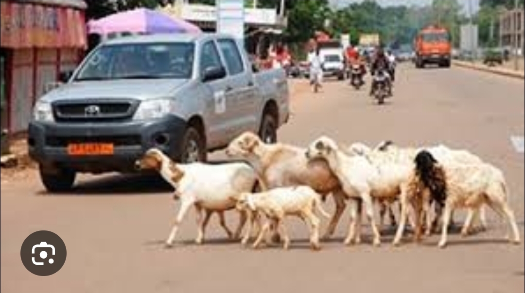 52 Des moutons se promenant dans la rue