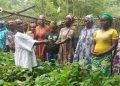 Des veuves de la commune wawa1 bénéficient de 3000 plants de cacao