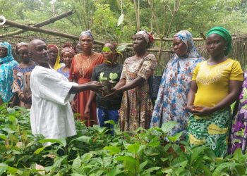 Des veuves de la commune wawa1 bénéficient de 3000 plants de cacao 3 Des veuves de la commune wawa1 bénéficient de 3000 plants de cacao