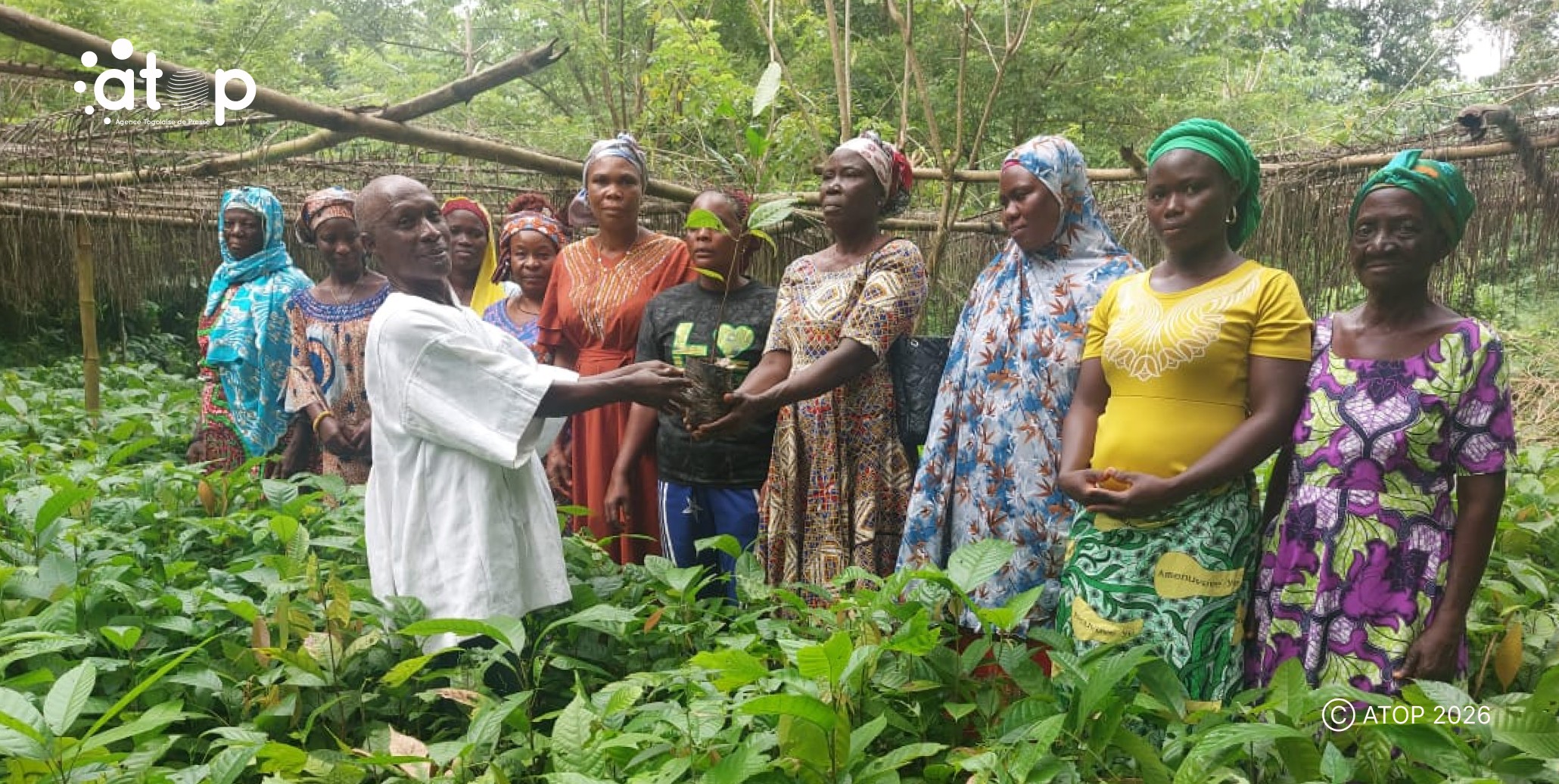 Des veuves de la commune wawa1 bénéficient de 3000 plants de cacao 1 Oliver 31