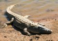 Crocodile dans un étang à Adéticopé : les populations appelées à faire preuve de vigilance