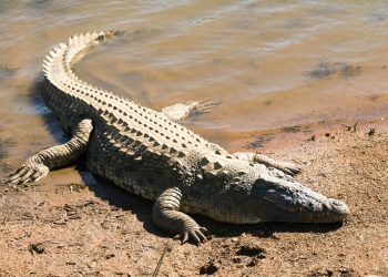 Crocodile dans un étang à Adéticopé : les populations appelées à faire preuve de vigilance