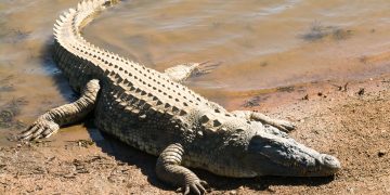 Crocodile dans un étang à Adéticopé : les populations appelées à faire preuve de vigilance