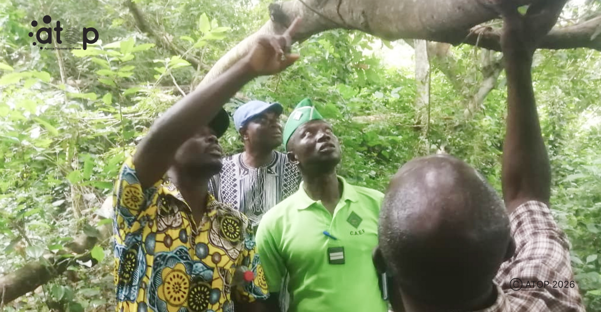 74 L identification les arbres qui sy trouvent dans la petite foret