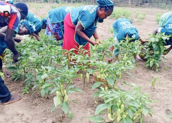 Kloto /Agroécologie : l’Union des coopératives des femmes du canton de Yokélé, lauréate du ‘’Prix du public Benoît Maria’’ 1 Kloto /Agroécologie : l’Union des coopératives des femmes du canton de Yokélé, lauréate du ‘’Prix du public Benoît Maria’’