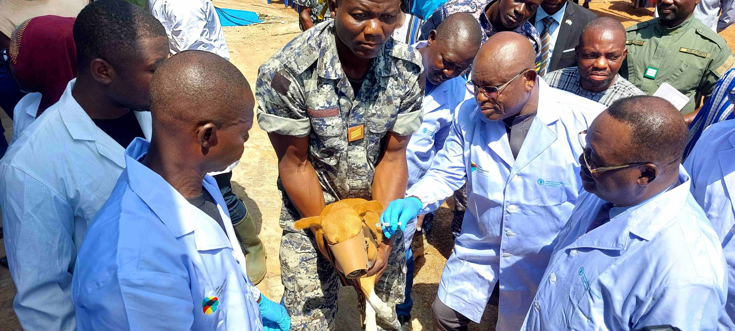 Vaccination contre la rage canine scaled
